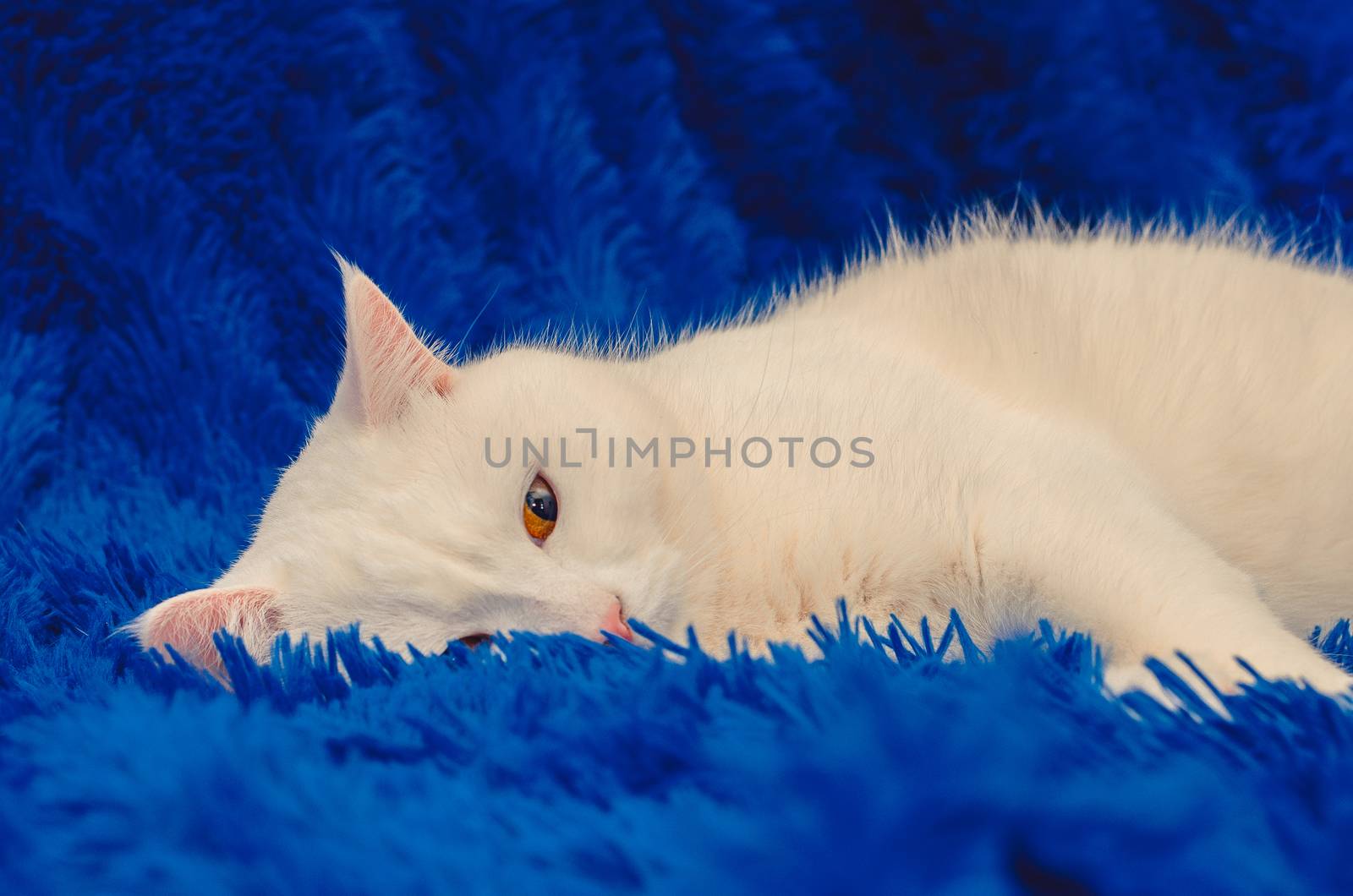 Beautiful White Cat with Yellow Eyes Relaxing on a blue background by chernobrovin
