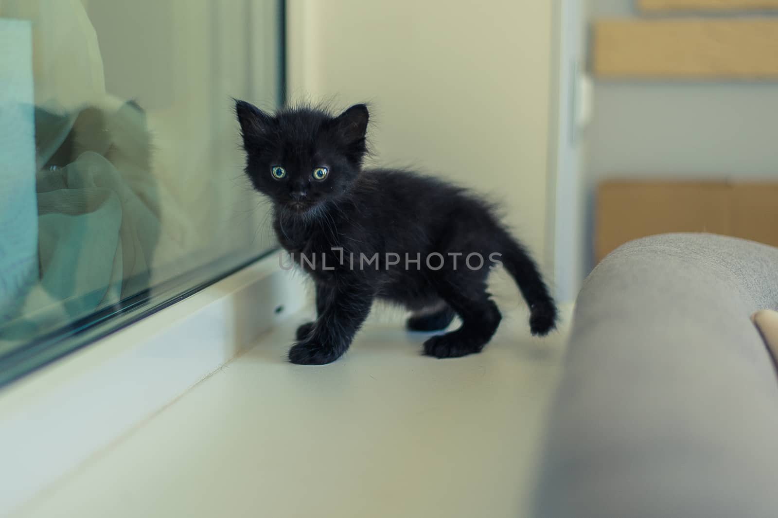 little black kitten looks frightened on a white windowsill