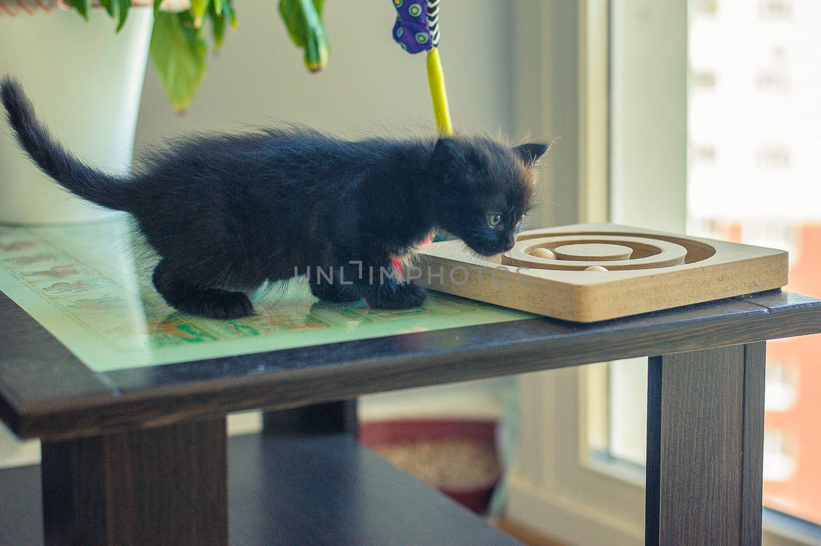 little black kitten sniffs his favorite toys on the big table by chernobrovin