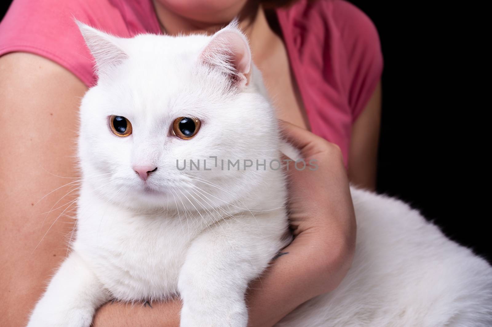 beautiful big white cat hold in arms on an isolated black background by chernobrovin