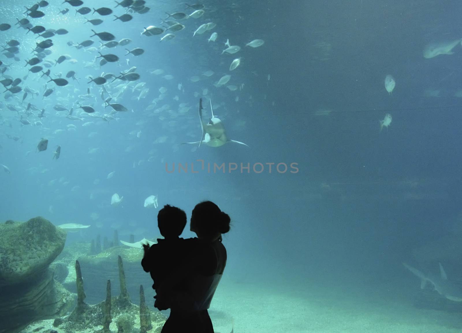 Mother and son looking through the glass at the fish by raul_ruiz