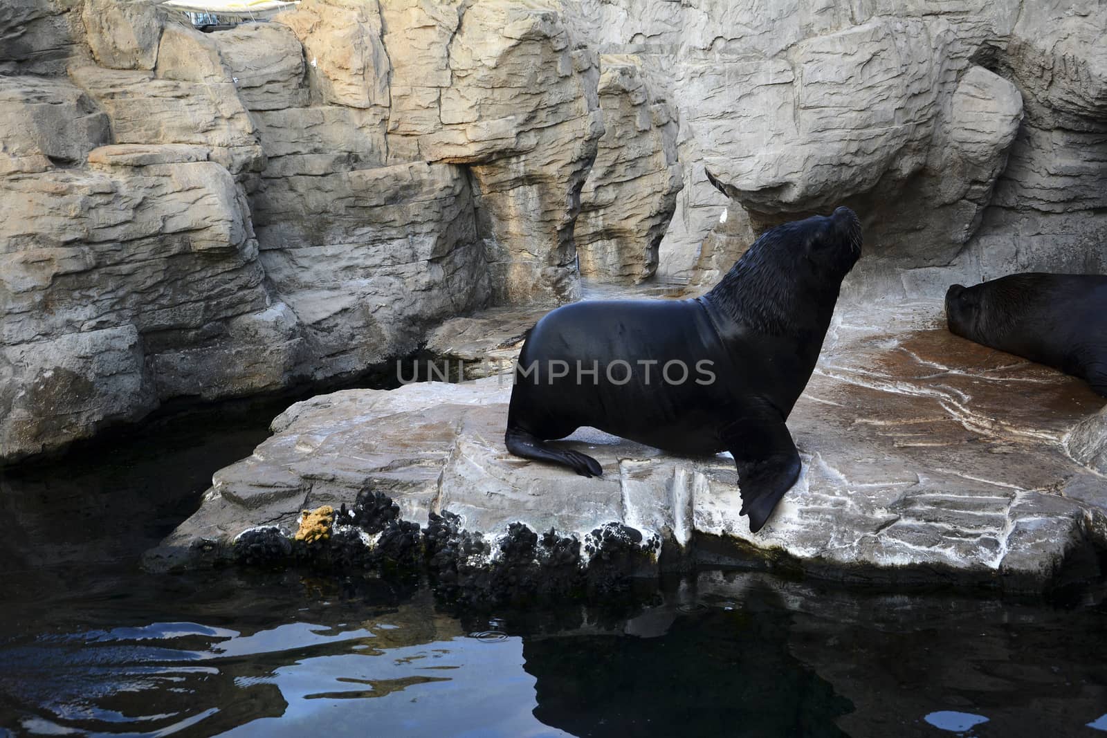 Sea lion on the rocks by raul_ruiz