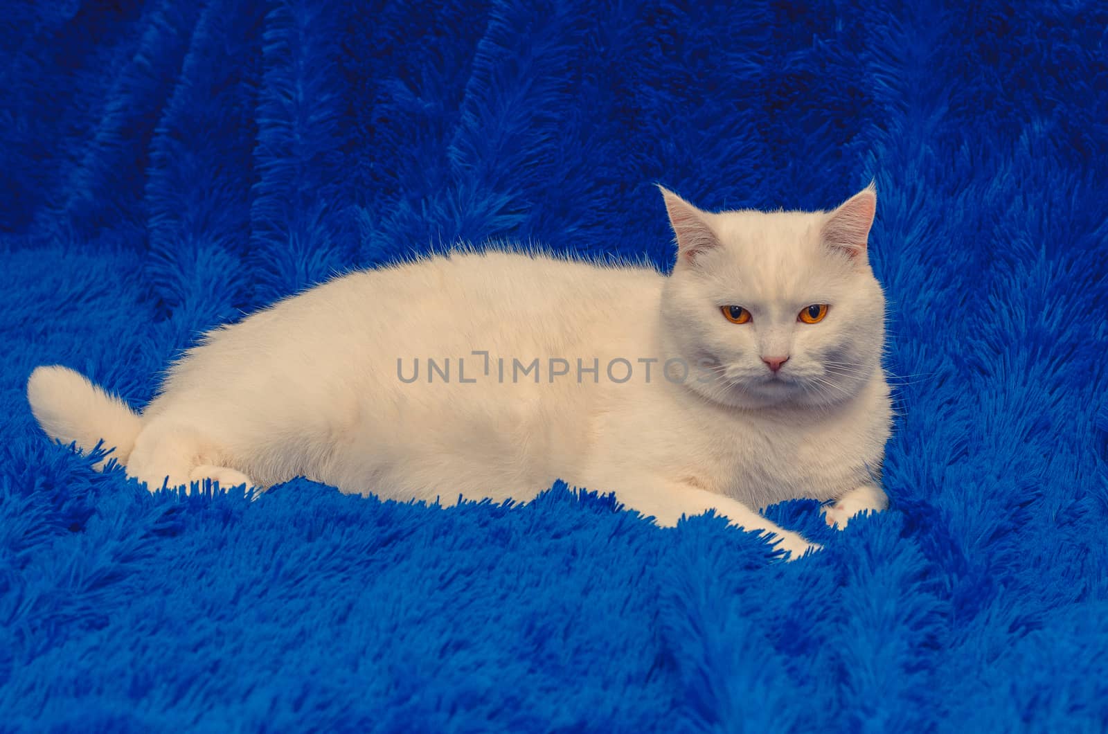 white cat are sitting on a blue blanket by chernobrovin