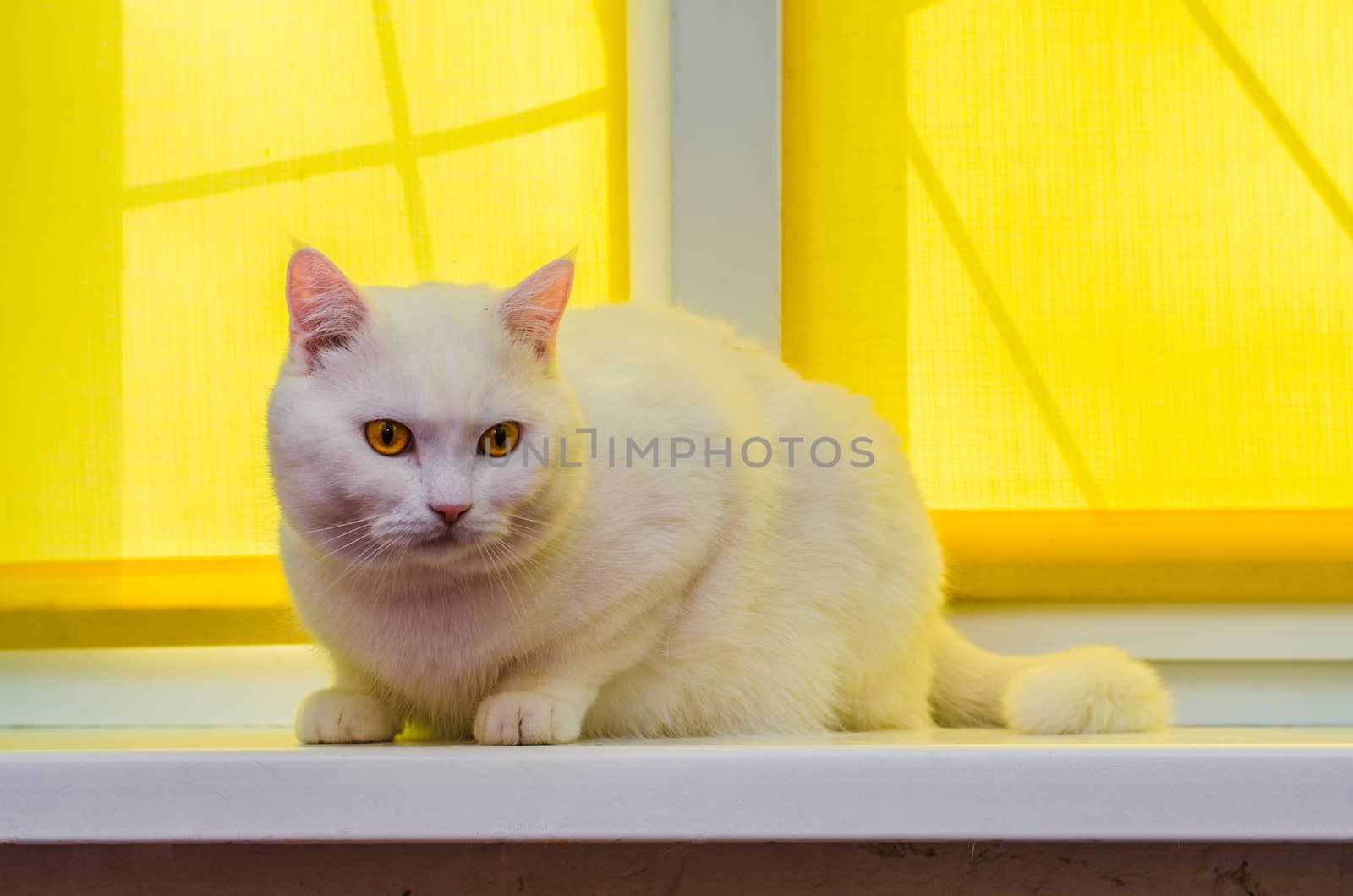 A beautiful white home cat sits on a windowsill in front of a yellow curtain