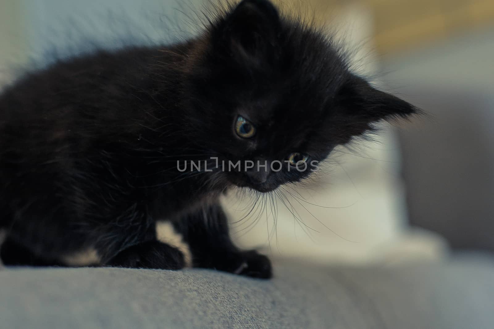 close portrait of a funny little black kitten