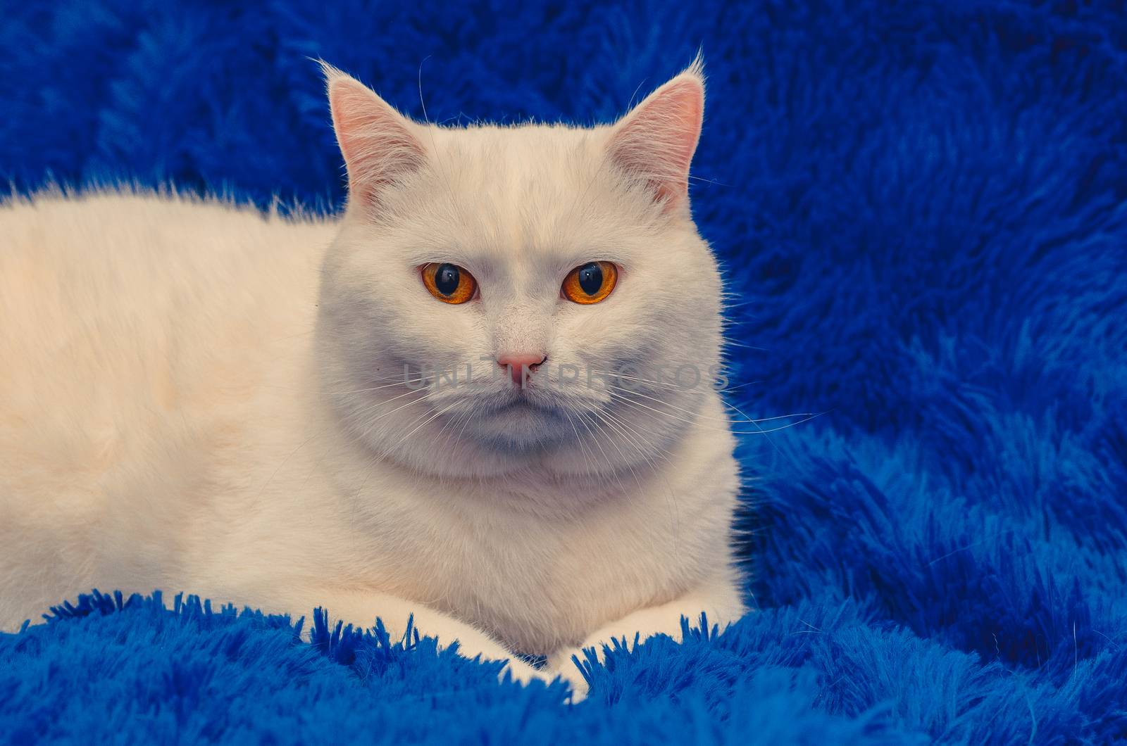 beautiful white cat with yellow eyes on a blue background by chernobrovin
