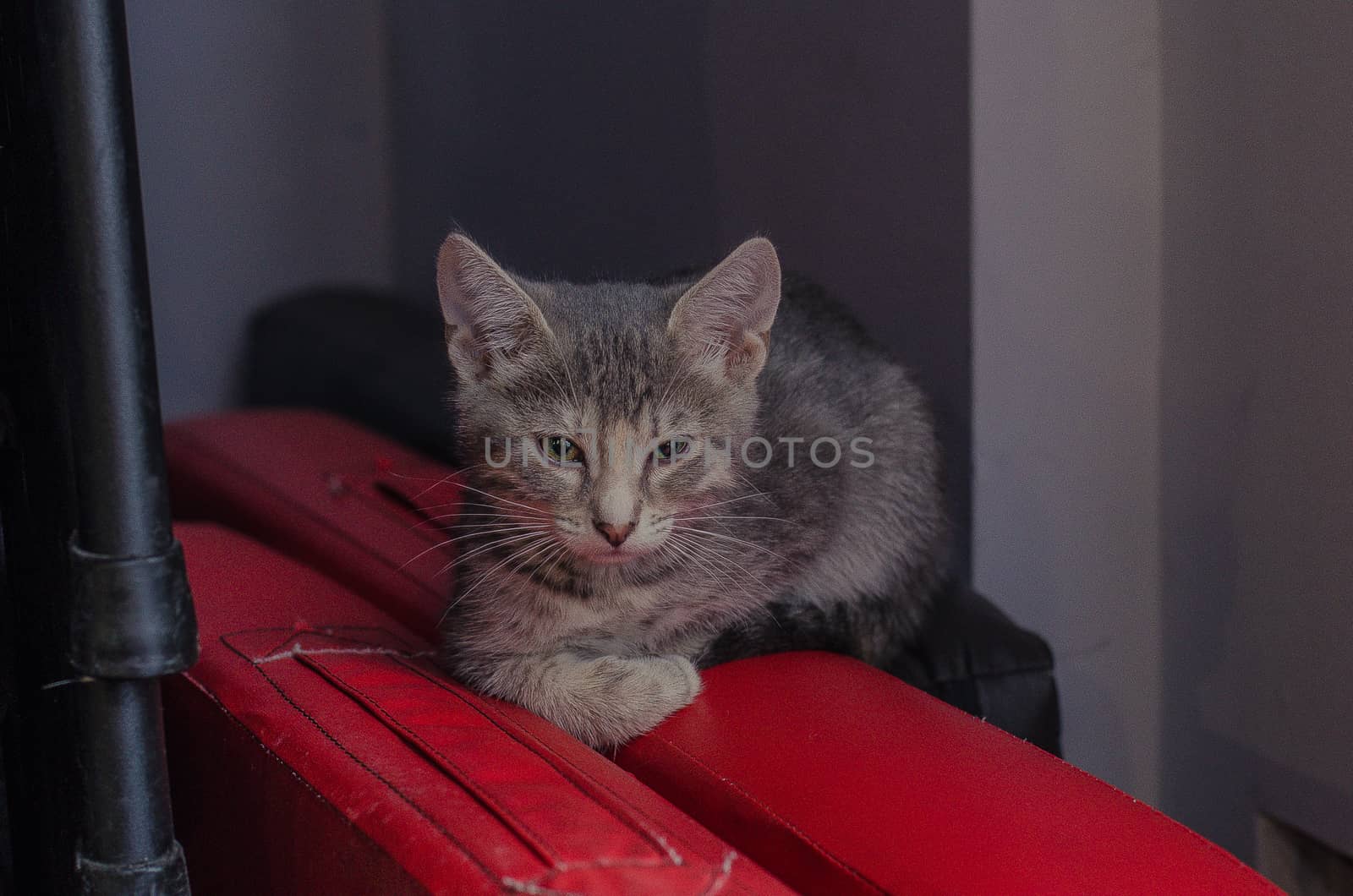 beautiful small kitten on a red background