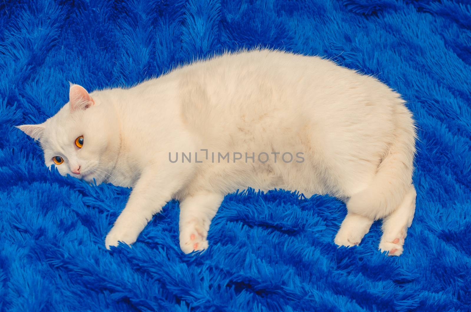 white cat resting on a blue sofa