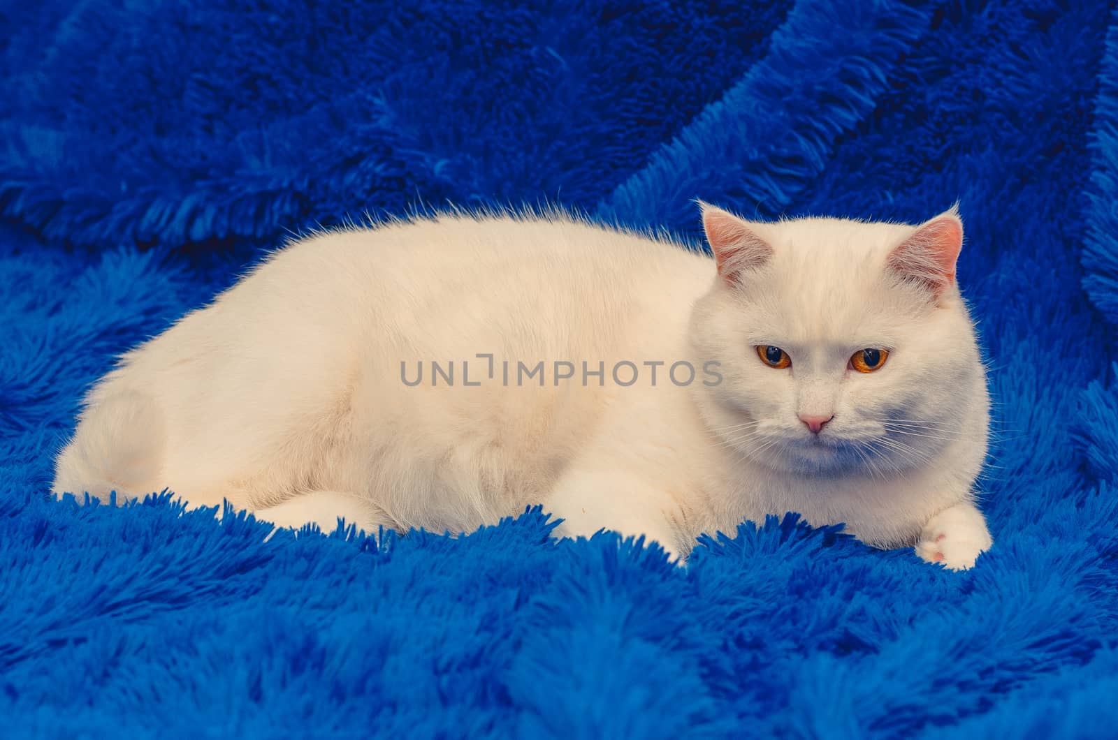 on a blue blanket sits a white cat with yellow eyes by chernobrovin