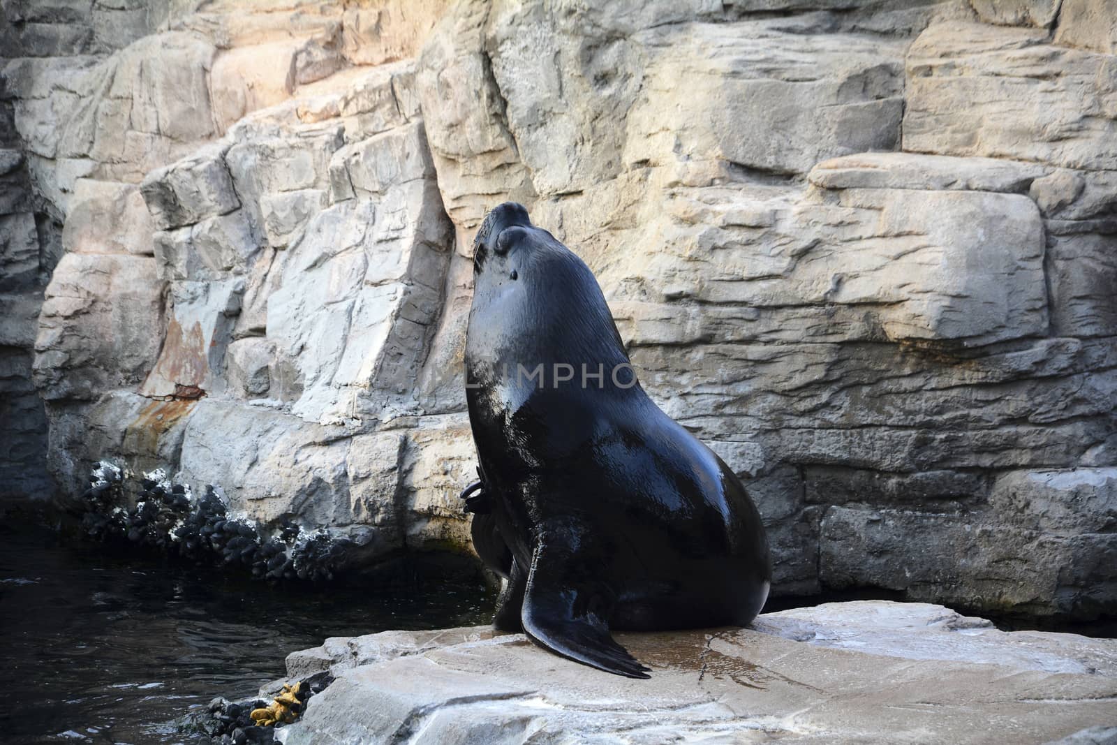 Sea lion on the rocks, lonely, water, black