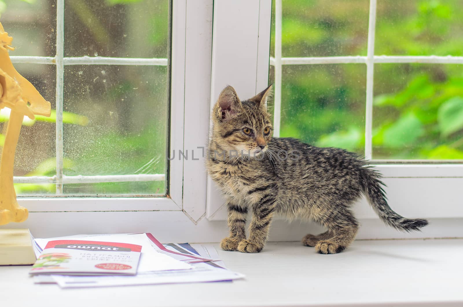 Little gray kitten at the window