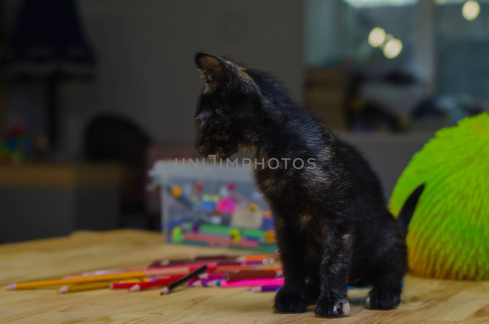 black kitty sit near the colored pencils by chernobrovin