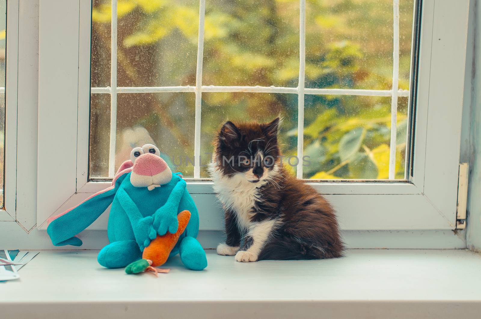 small black and white cat sitting near a teddy hare