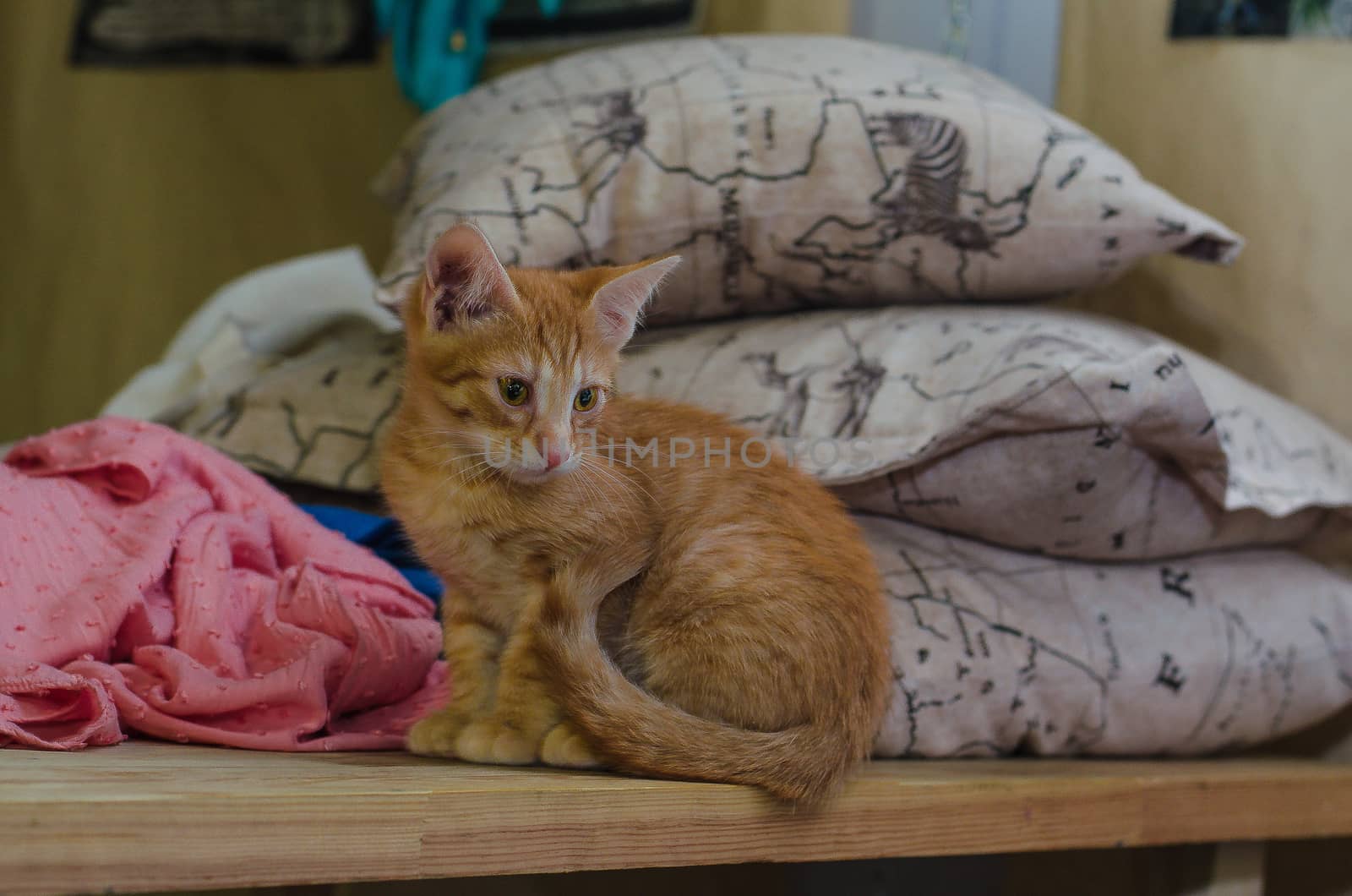 funny ginger small kitten seat near the pillows by chernobrovin