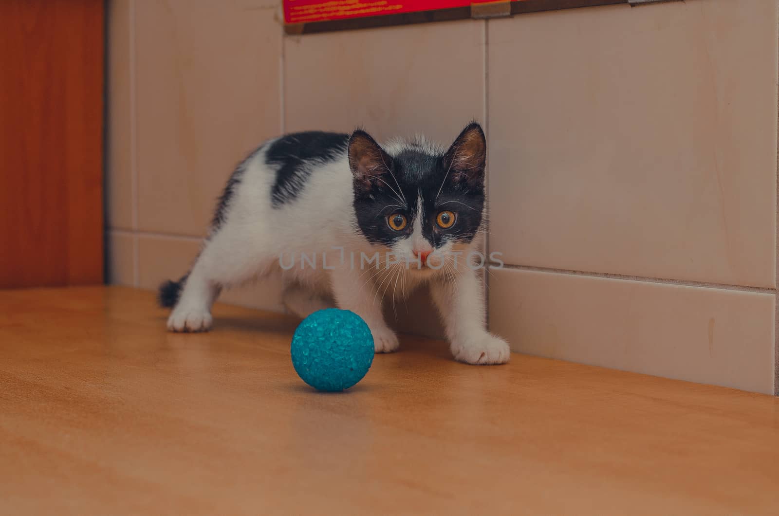 cat with big yellow eyes playing with a ball by chernobrovin