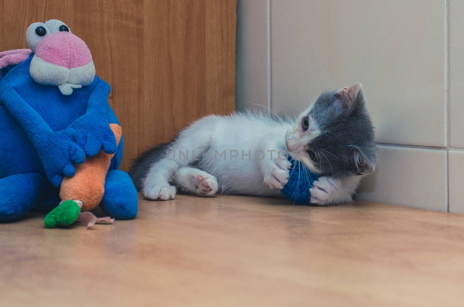 white and gray kitten playing with a ball