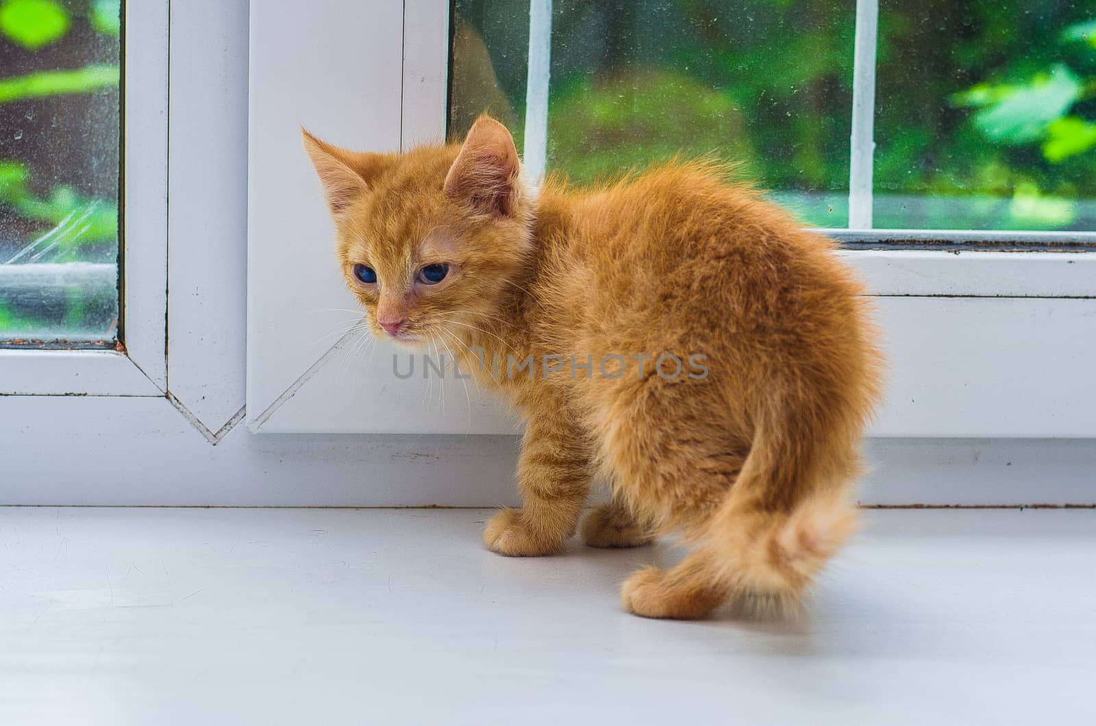 beautiful red kitten near the white window