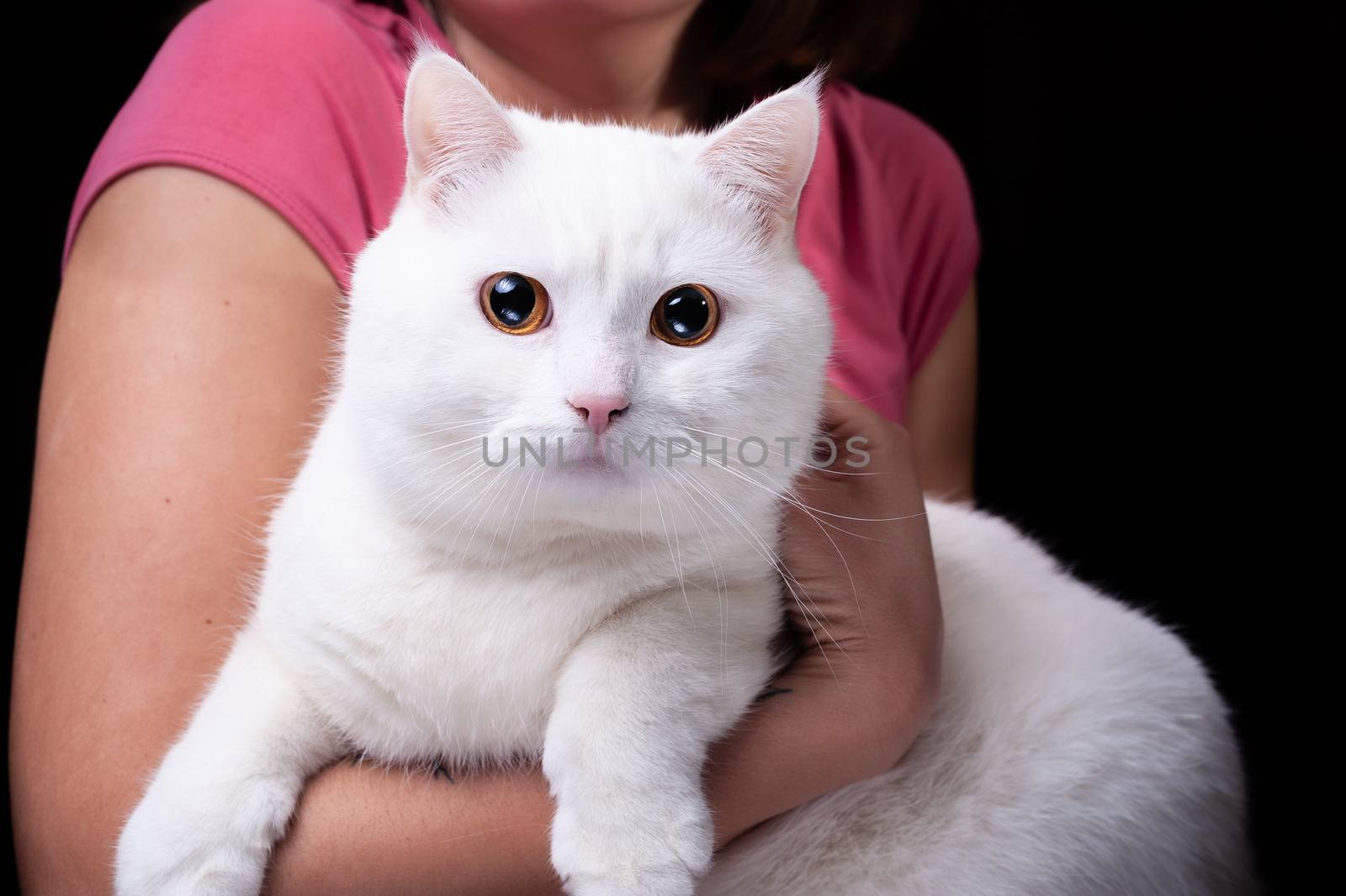 portrait of a beautiful big fluffy white domestic cat who is sitting on human hands on an isolated black background by chernobrovin