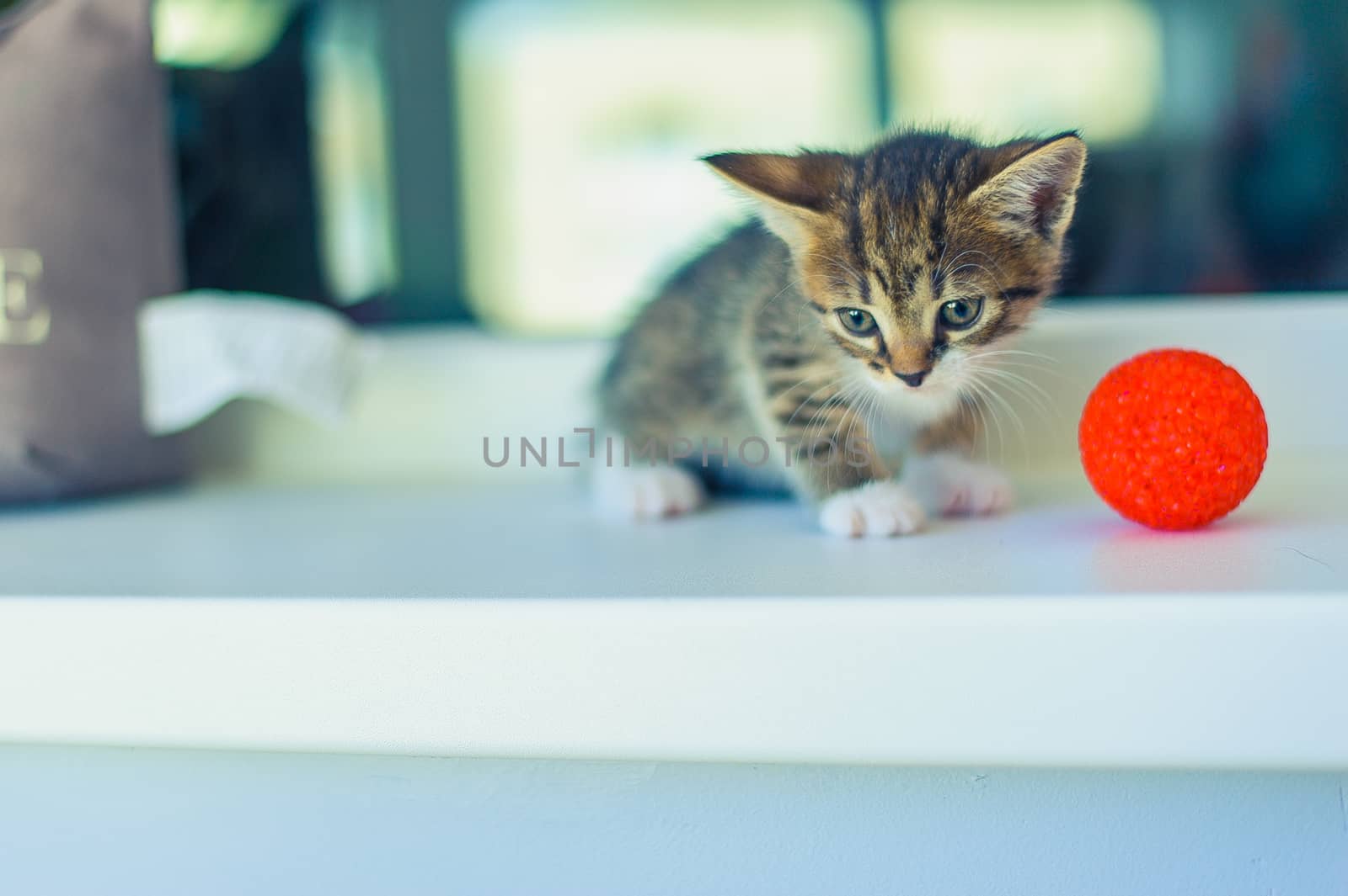a kitten with a white breast sits on a windowsill near a red ball by chernobrovin