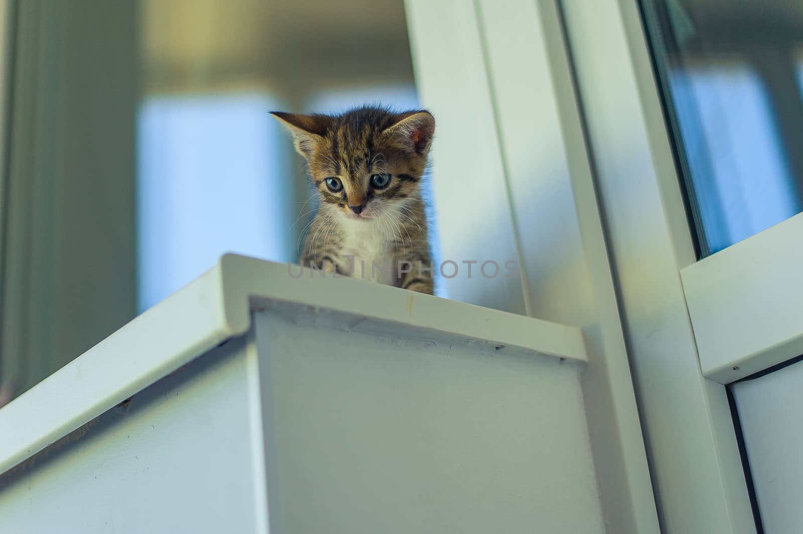 a kitten with a white breast sits on a windowsill