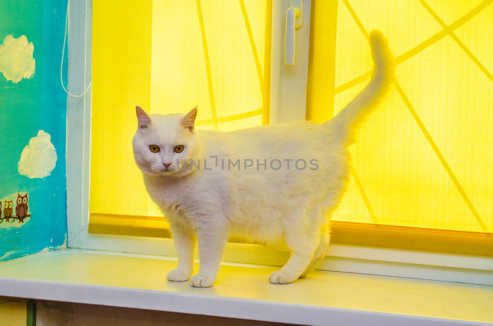 White cat with yellow eyes are standing on white windowsill with yellow window covering. by chernobrovin