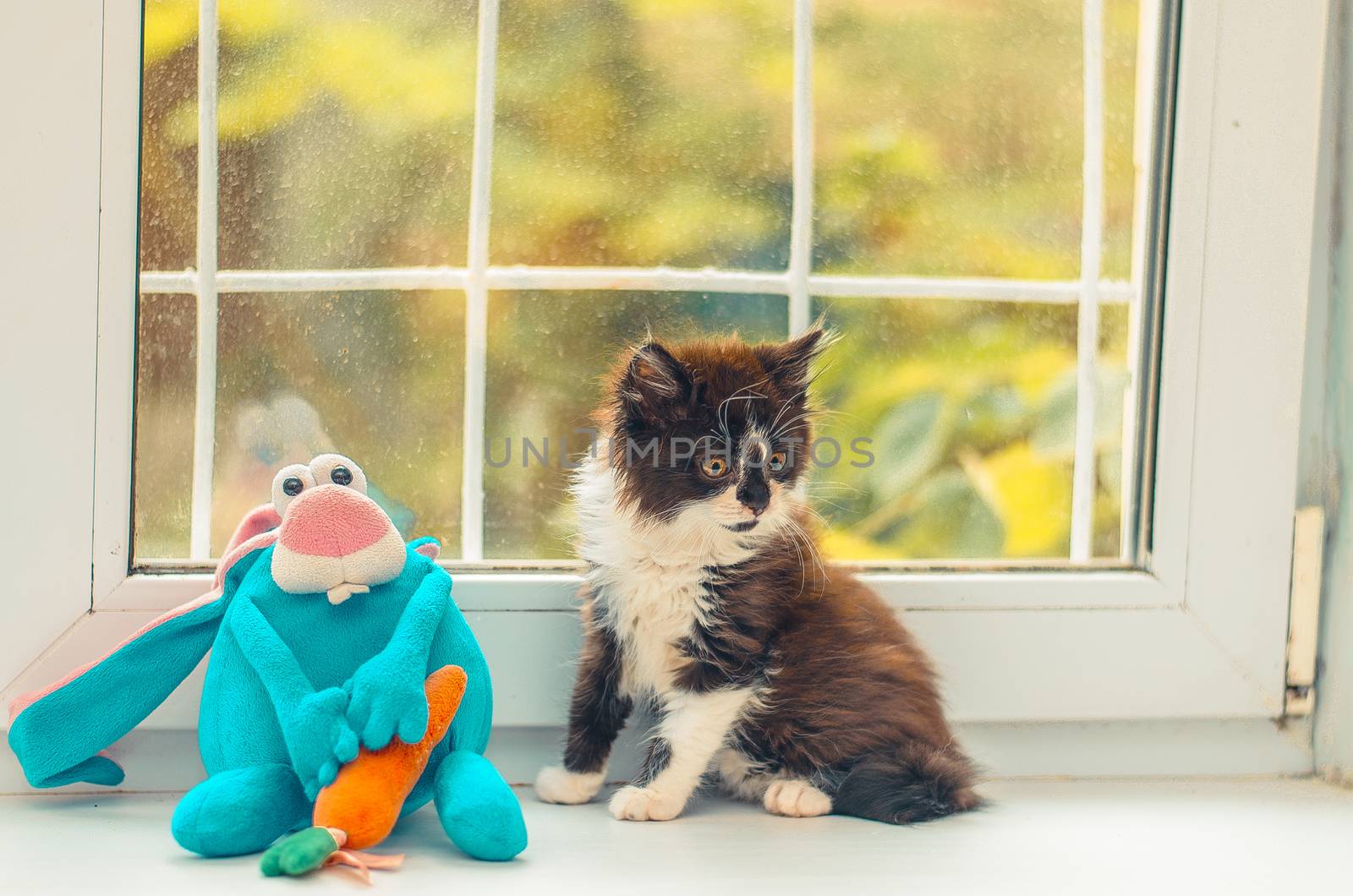 little cute kitten with her toy is sitting near the window