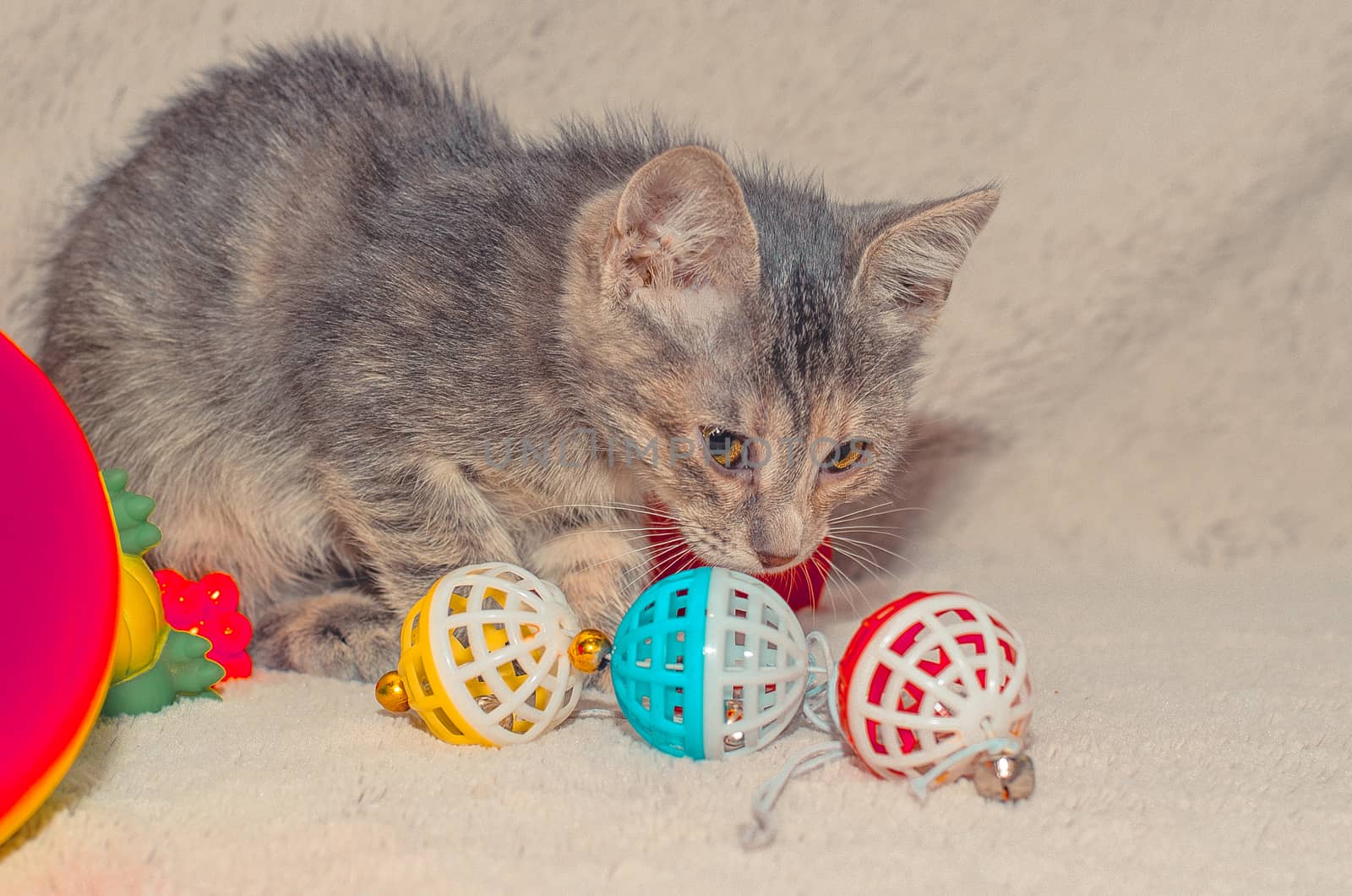 gray kitten and multi-colored toy balls