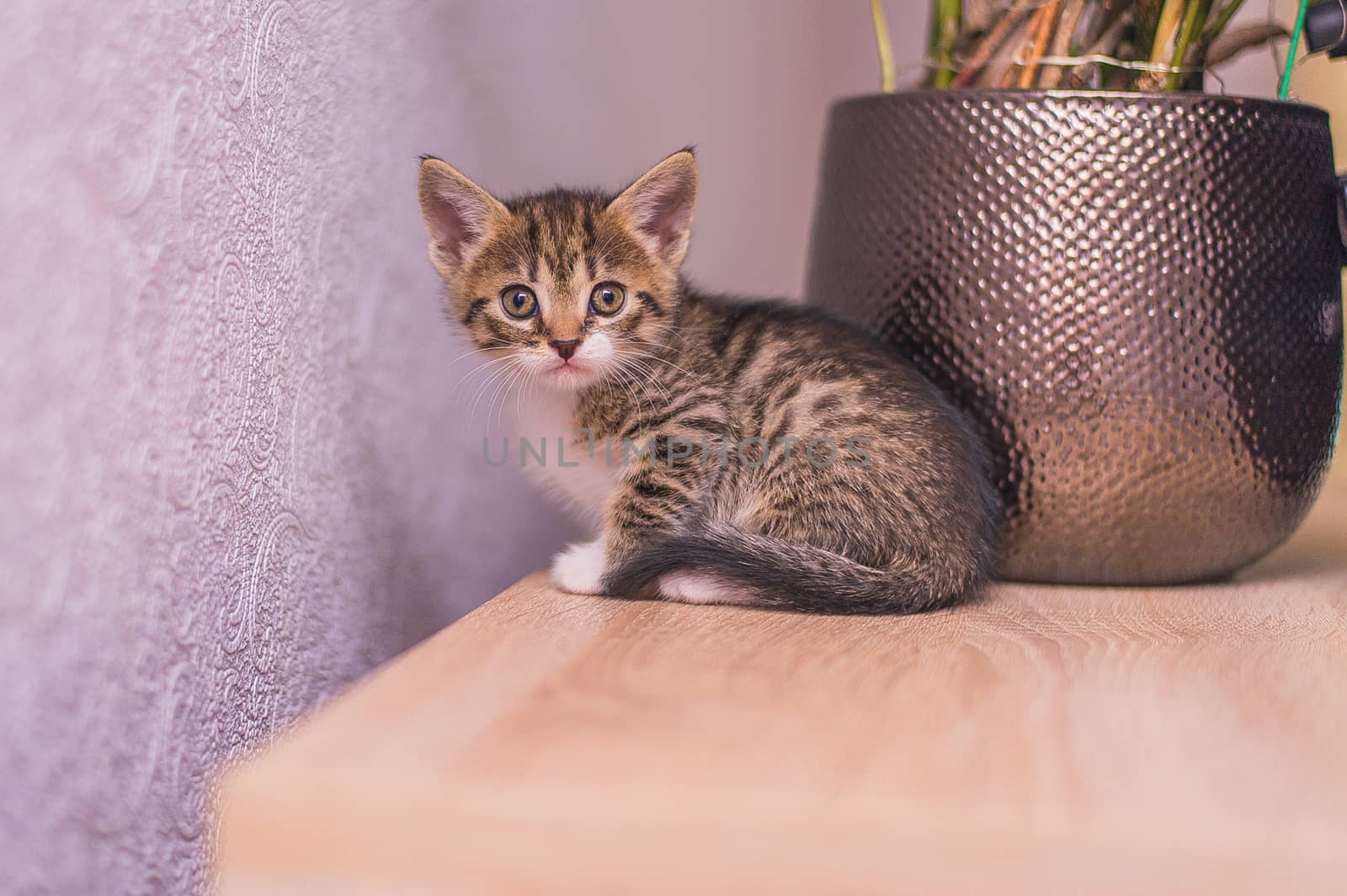 kitten sits on a table near a flowerpot by chernobrovin