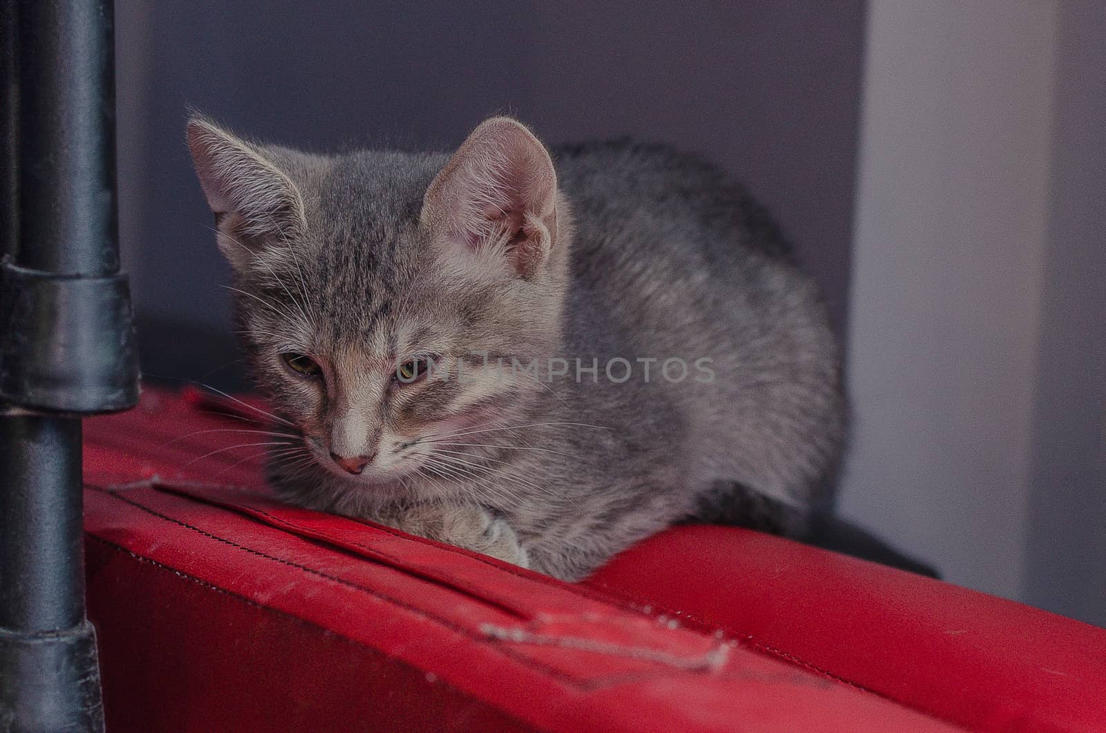 little gray cat lying on the floor