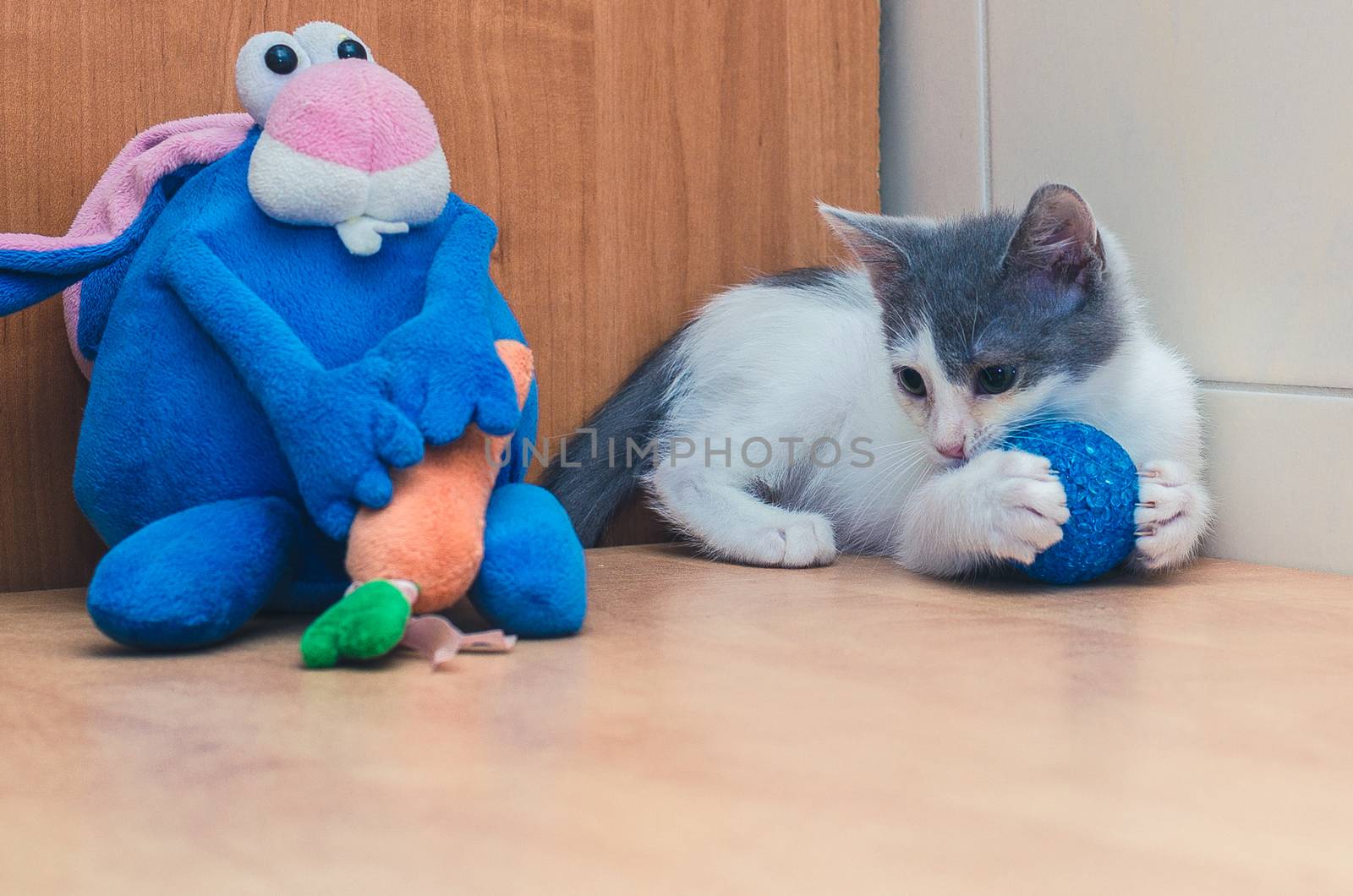 the kitten is played with the ball near the blue rabbit