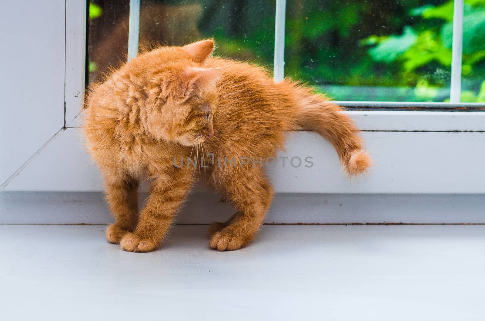 little ginger kitten on the windowsill by chernobrovin