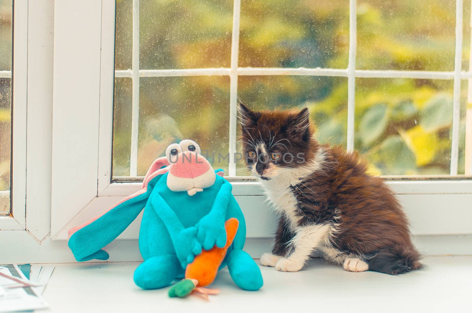 beautiful and fluffy black and white kitten with its blue toy