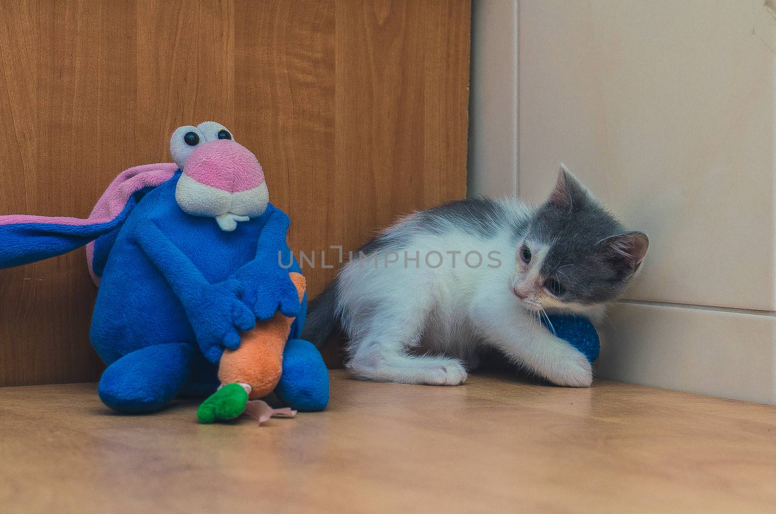 white and gray cat playing with a blue ball on the floor
