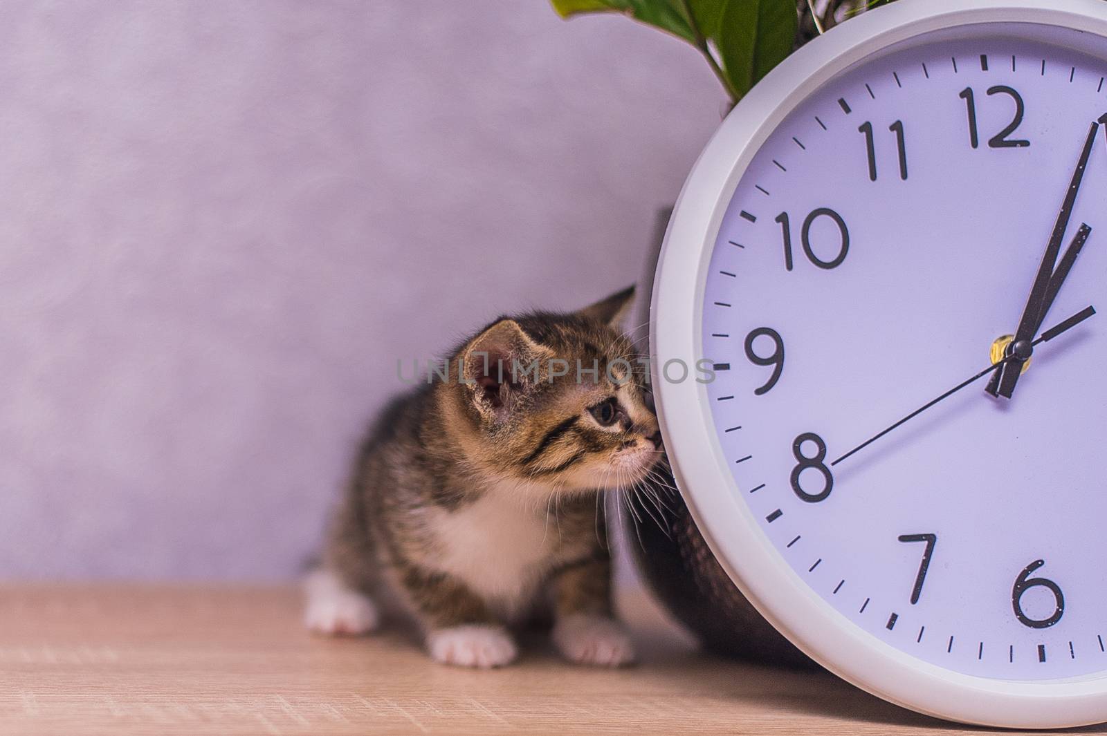 striped kitten sniffs a clock on a wooden table