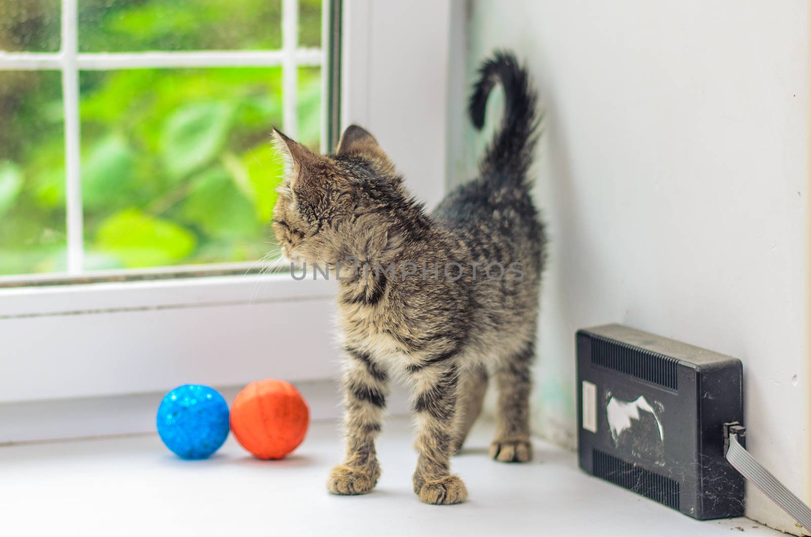 Gray kitten looks out the window near the blue and orange balls