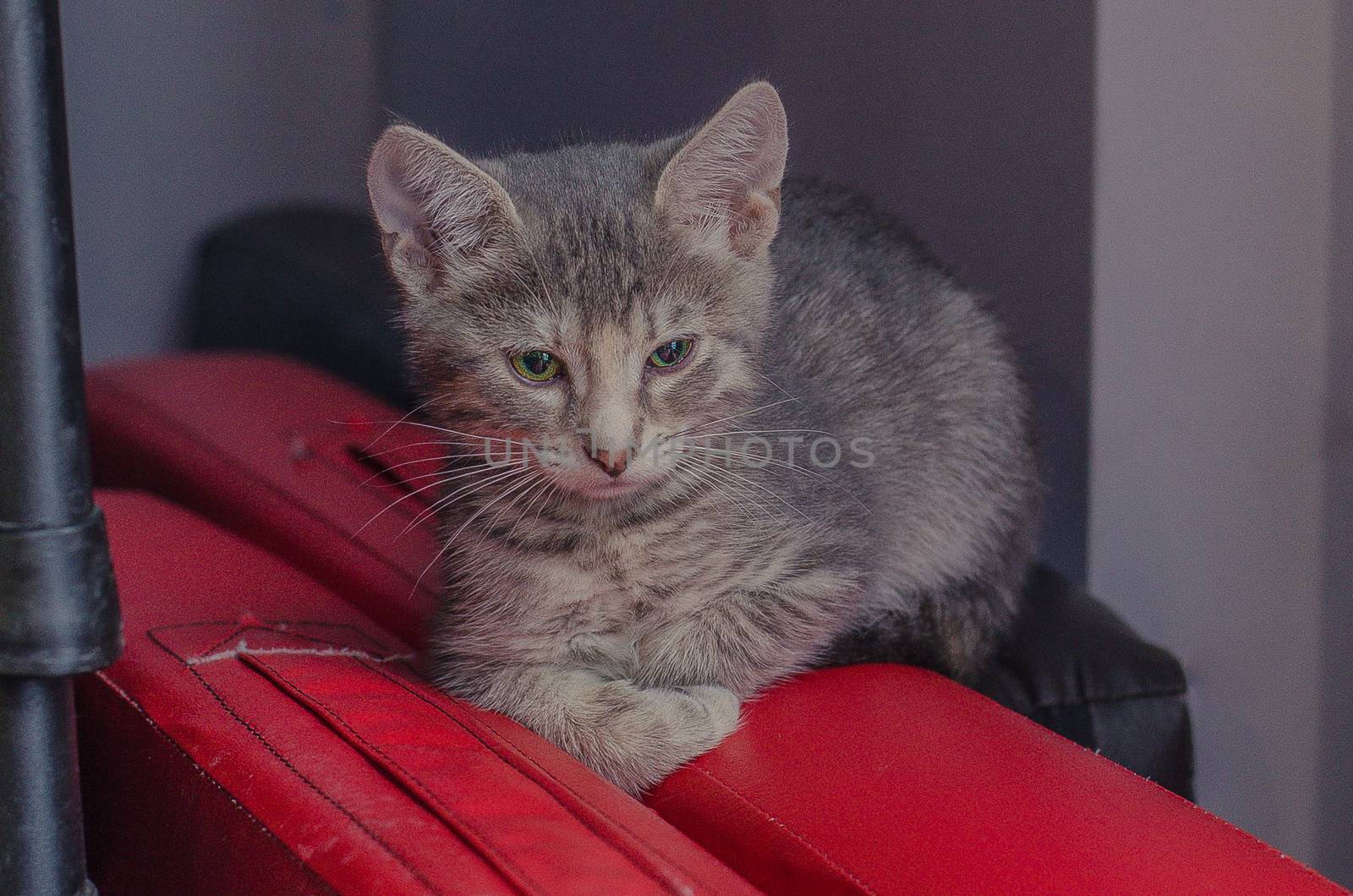 little gray kitten lies on red