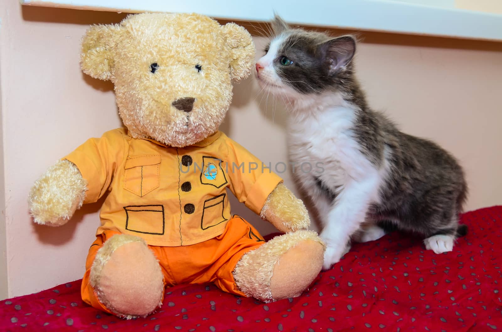 kitten and teddy bear on a red blanket by chernobrovin