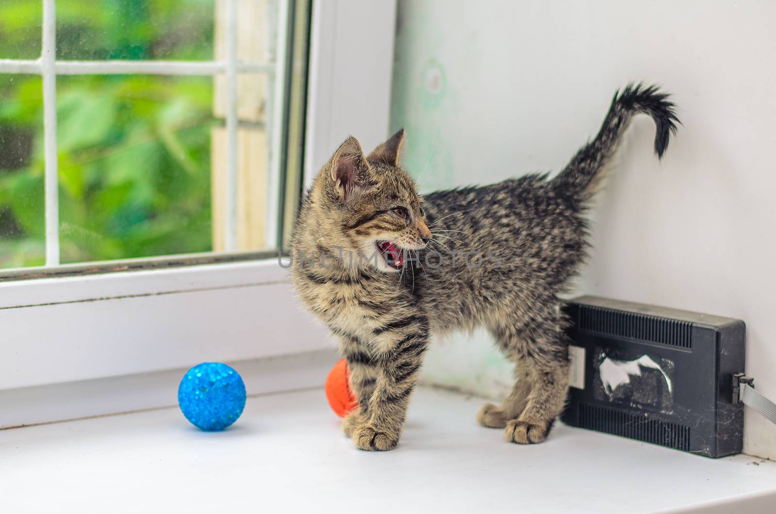 little cat meows on the windowsill by chernobrovin