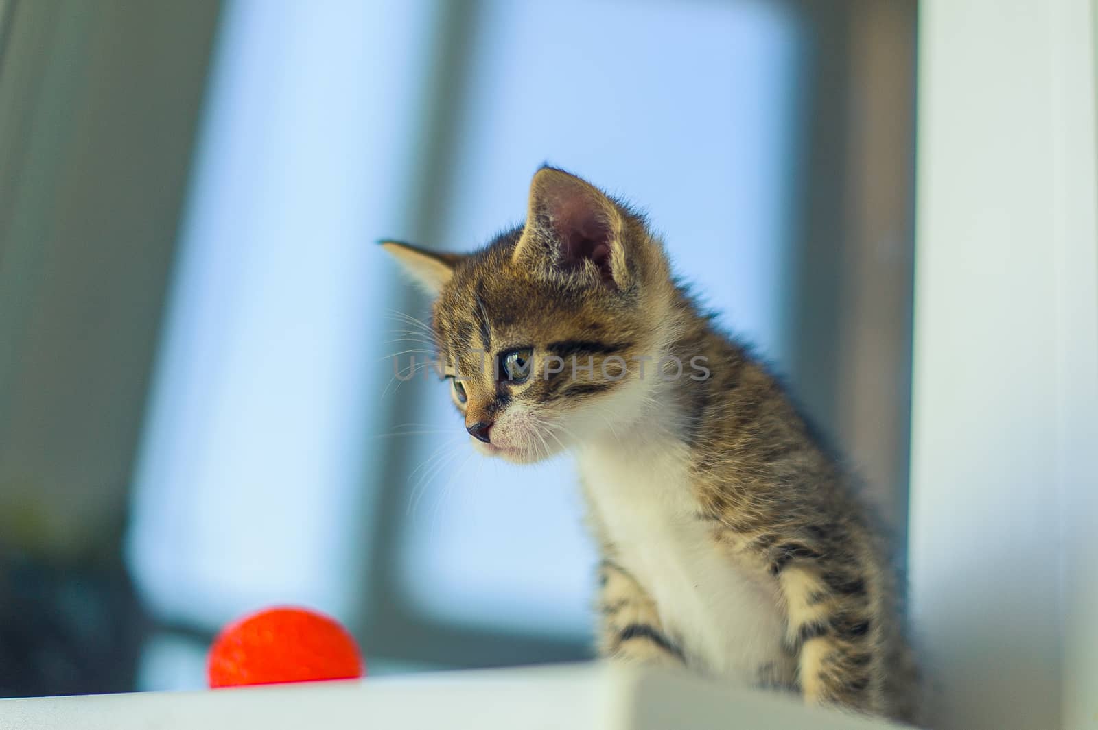 a kitten with a white breast sits on a white windowsill near a red ball