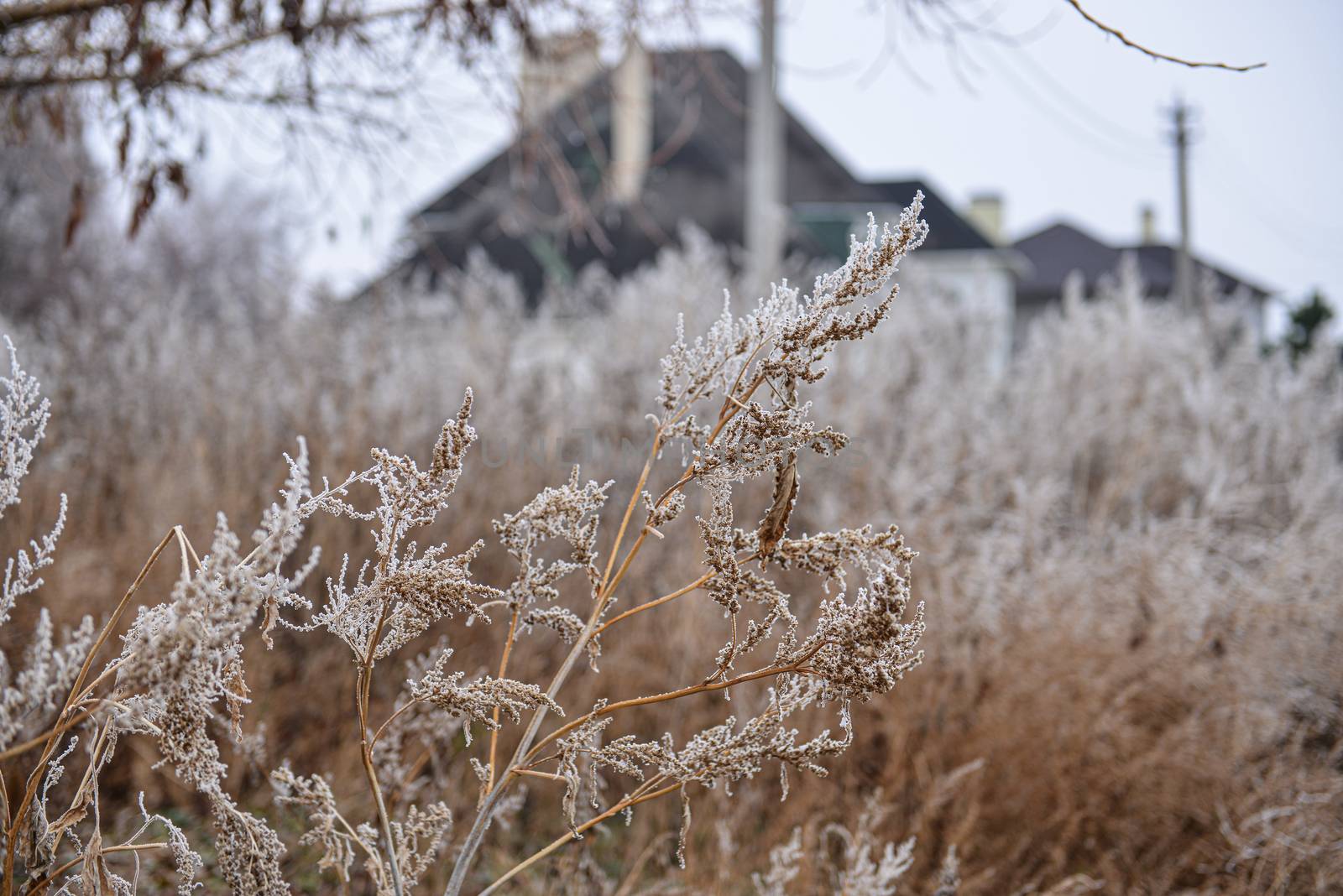 Frozen plants in autumn. Dry flowers covered with the hoar-frost by marynkin