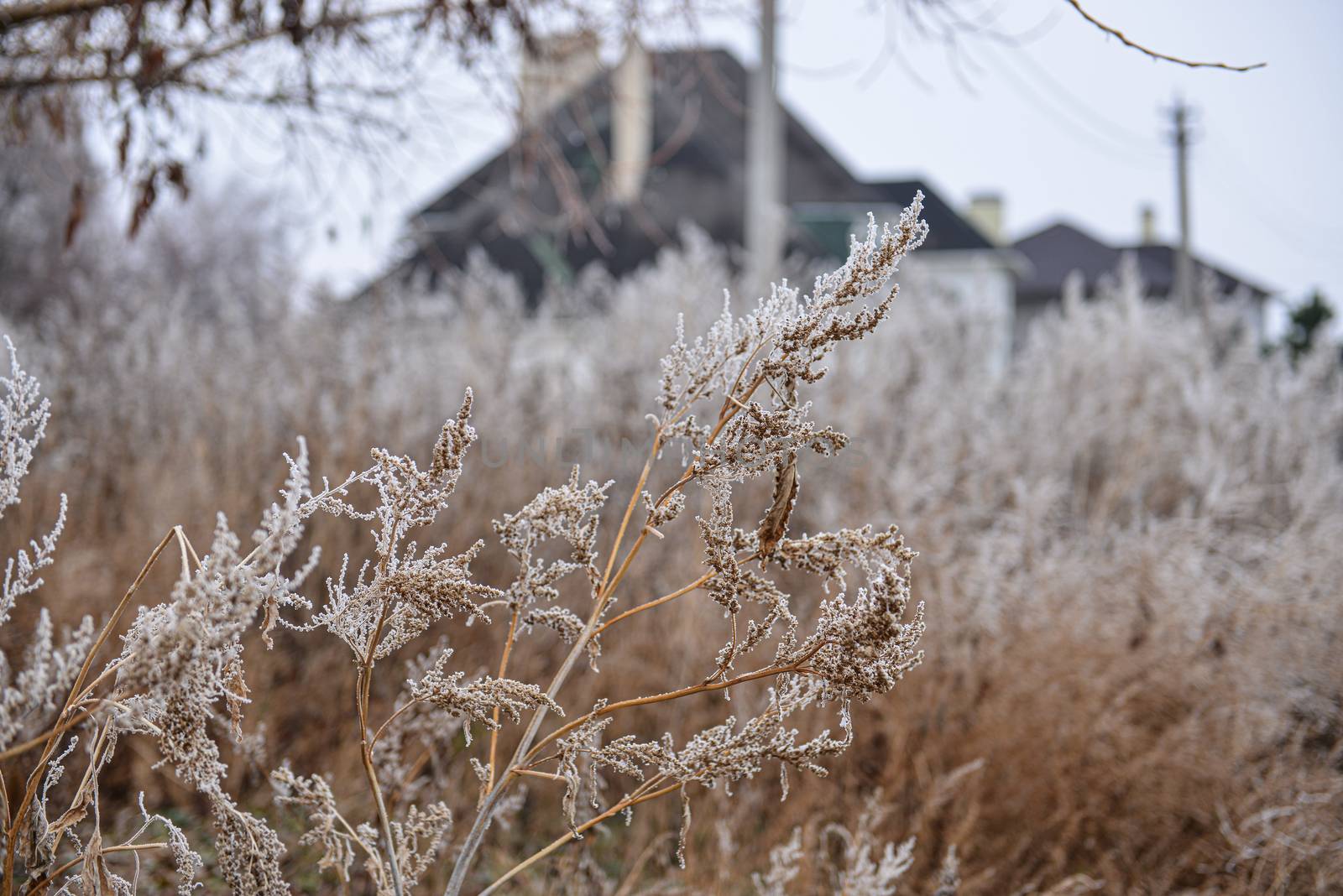 Frozen plants in autumn. Dry flowers covered with the hoar-frost. Frozen bushes in early morning close up. First frost. Early winter come. Nature