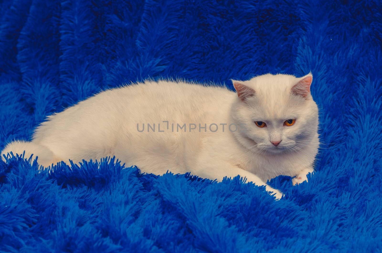white cat with yellow eyes on a blue background