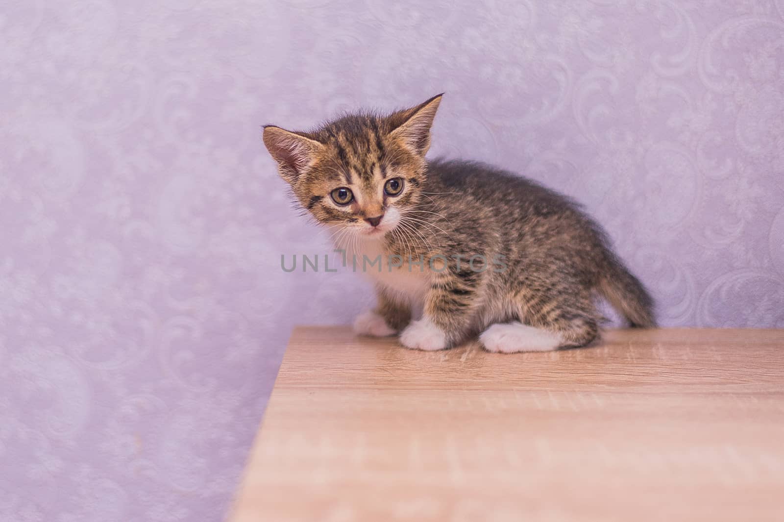 little striped kitten sits on a table on a purple background by chernobrovin
