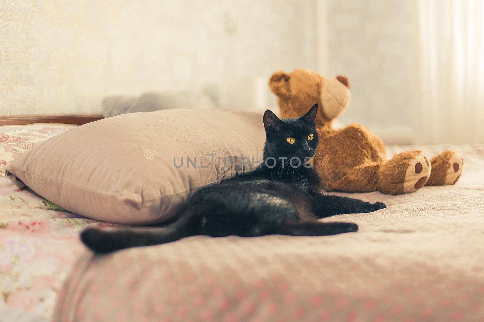 black cat lies on a bed near a toy bear