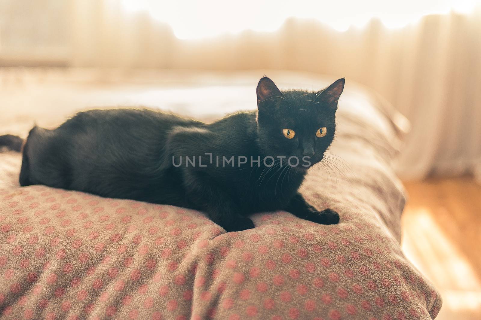 black cat lies on the bed in the bedroom by chernobrovin