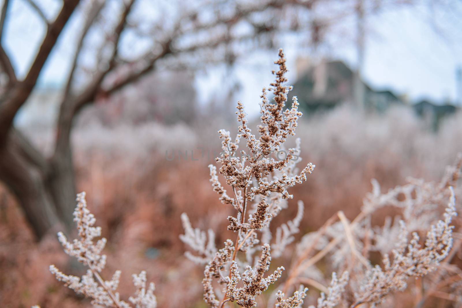 Frozen plants in autumn. Dry flowers covered with the hoar-frost. Frozen bushes in early morning close up. First frost. Early winter come. Nature