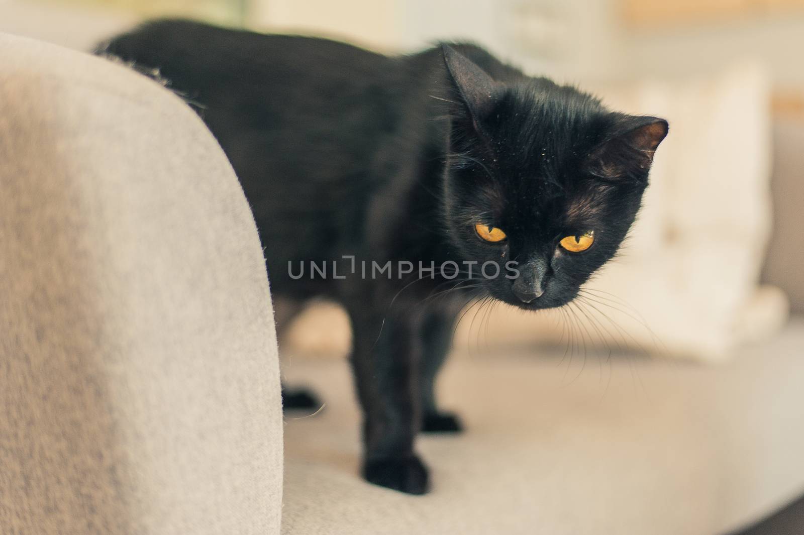 black cat with yellow eyes on the sofa
