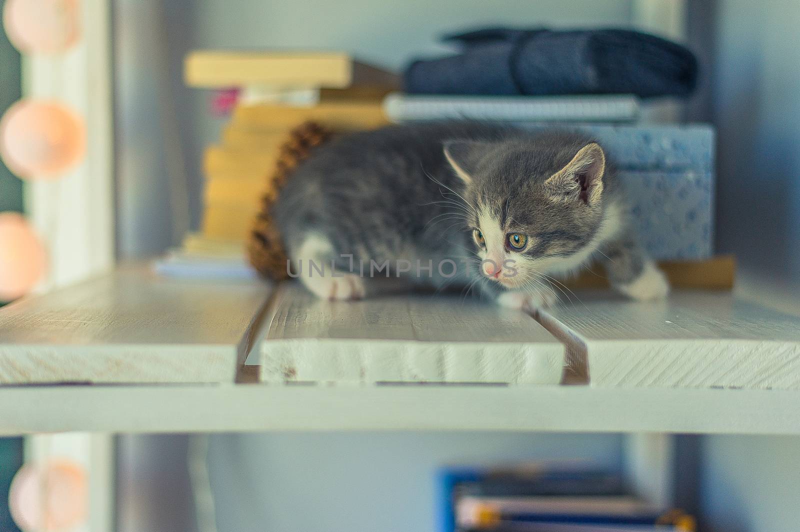 beautiful gray kitten is sitting on white wooden shelving