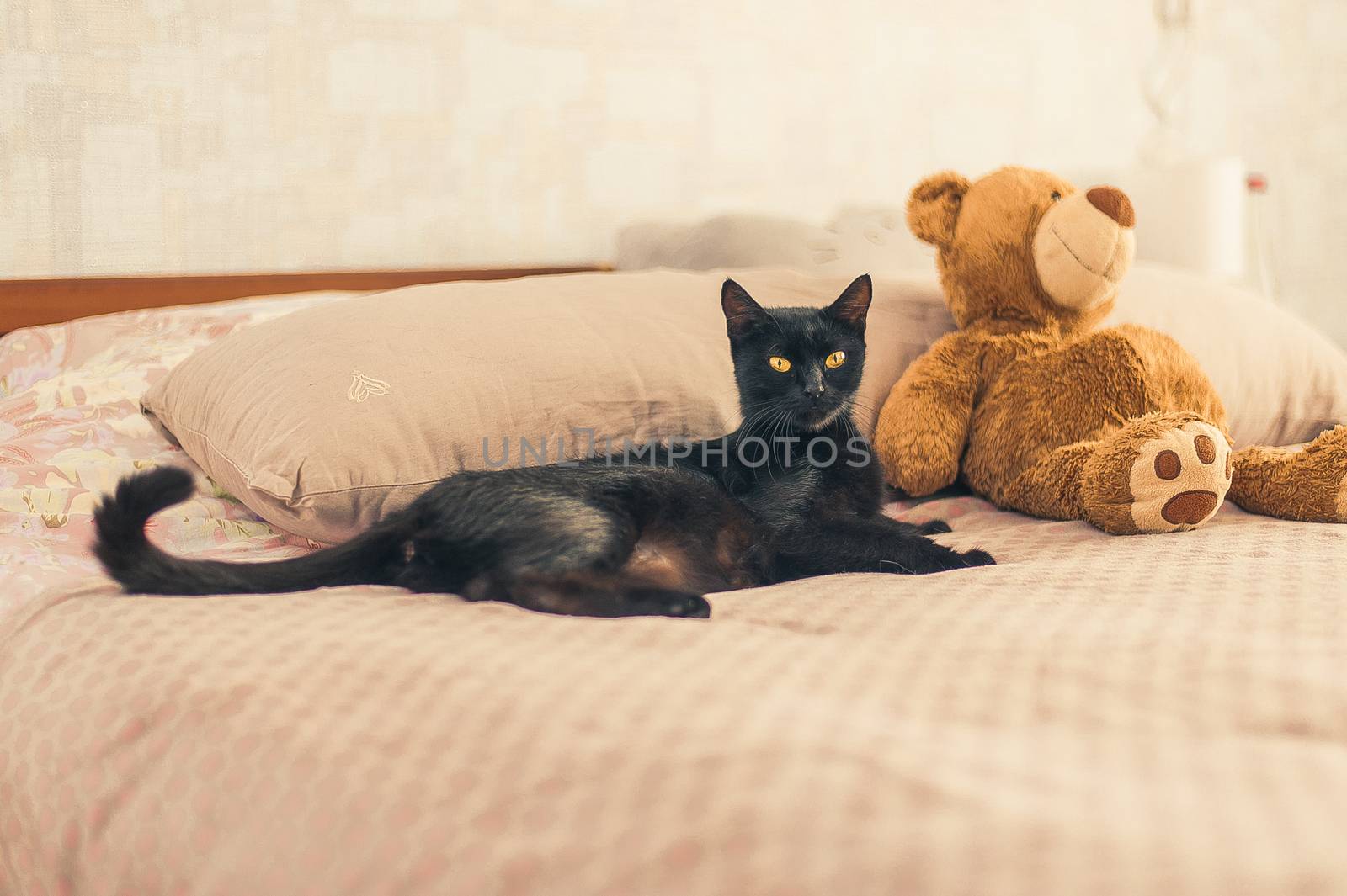 black cat and plush toy on the bed