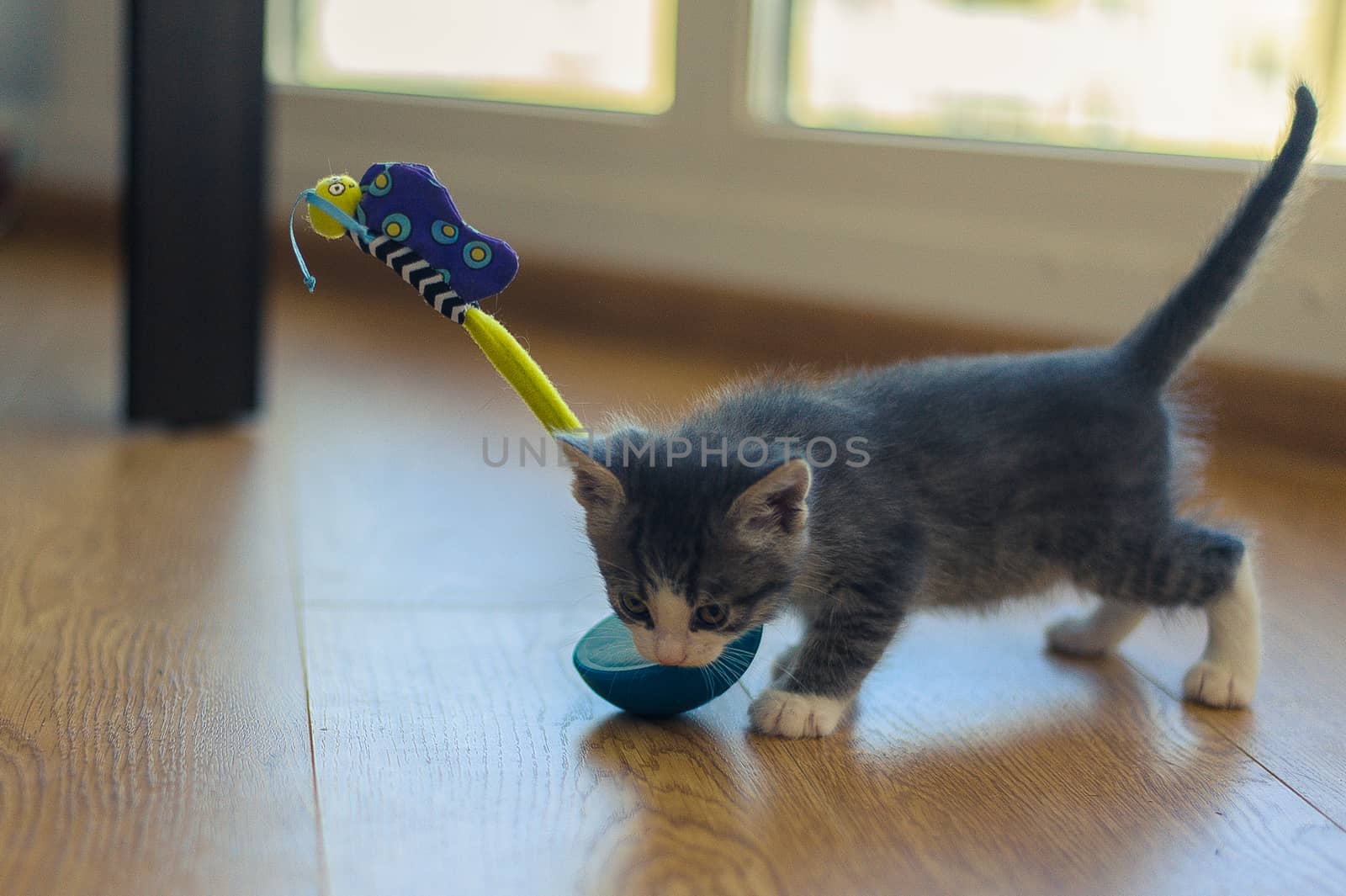 gray kitten is played with a tumbler toy on a wooden floor